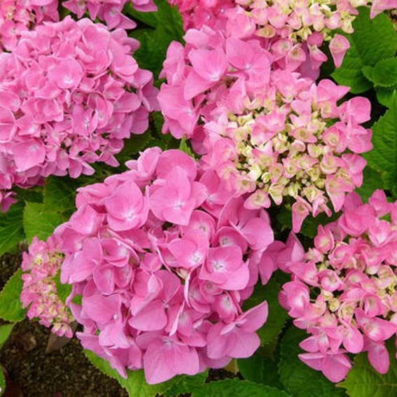 HYDRANGEA macrophylla...