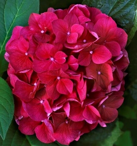 HYDRANGEA macrophylla...