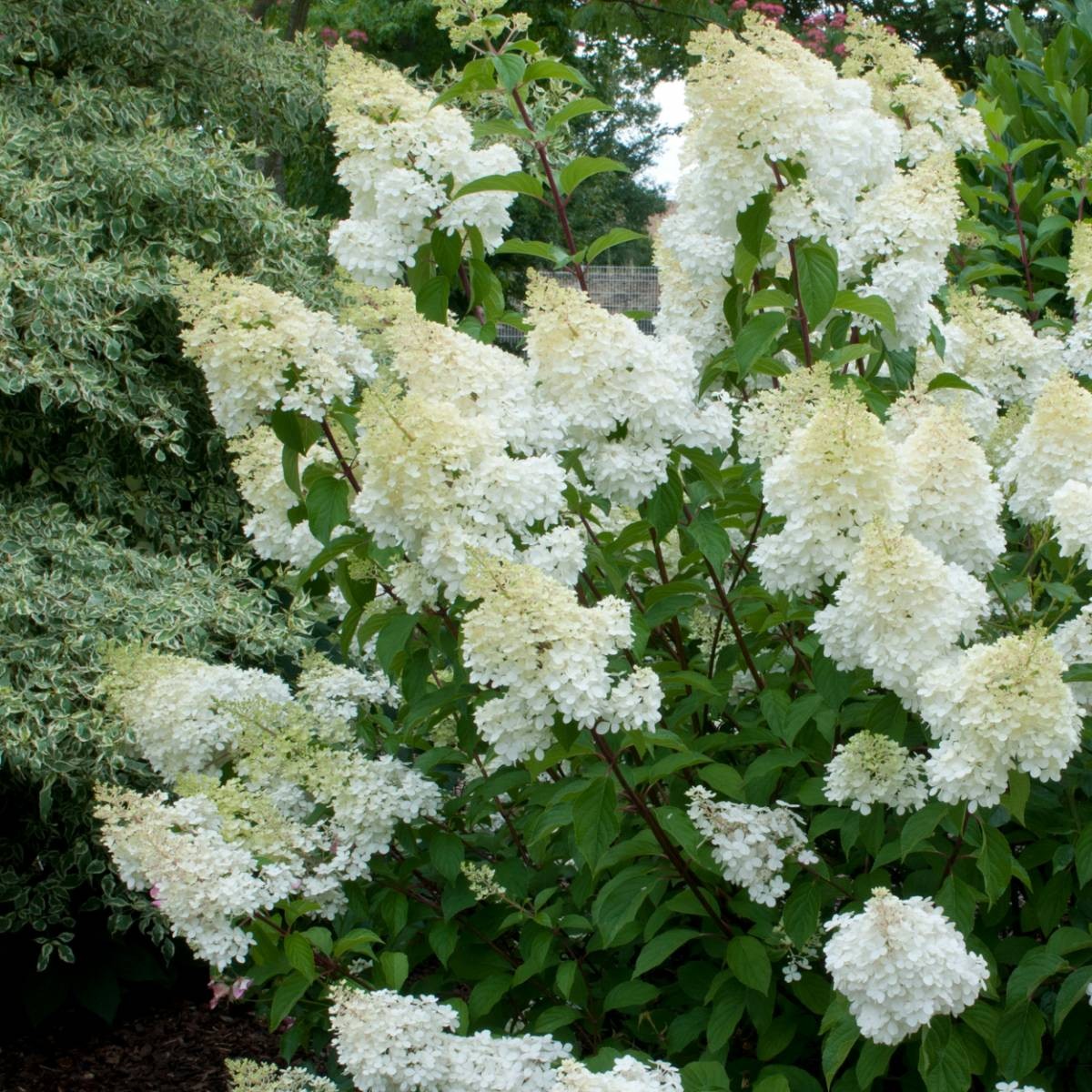 HYDRANGEA paniculata...