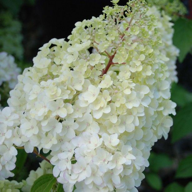 HYDRANGEA paniculata...