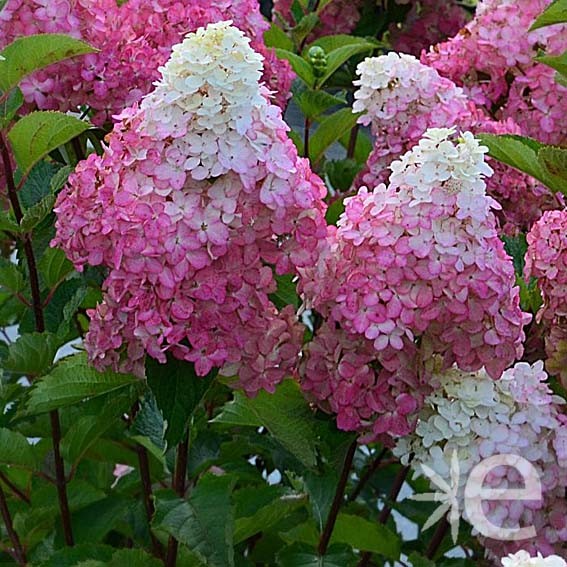 HYDRANGEA paniculata Fraise...