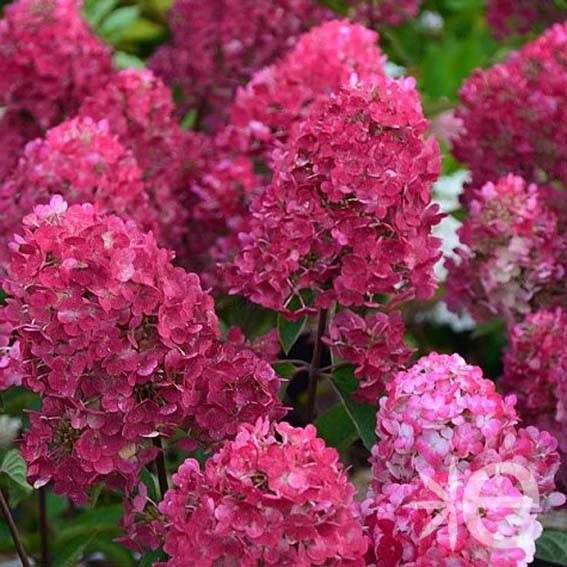 HYDRANGEA paniculata...