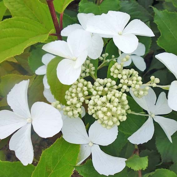 HYDRANGEA paniculata Levana...