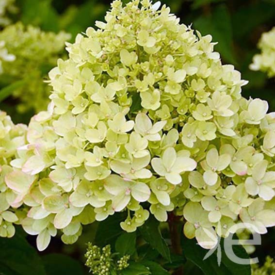 HYDRANGEA paniculata Little...