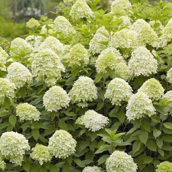 HYDRANGEA paniculata...