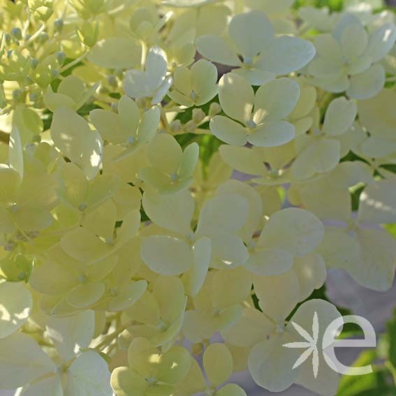 HYDRANGEA paniculata...