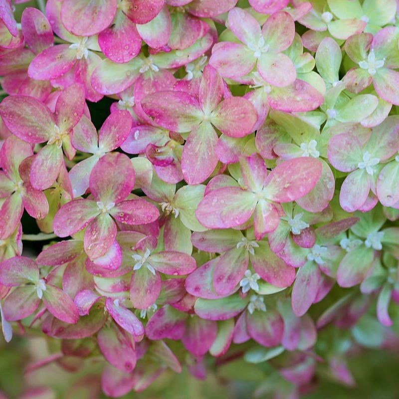 HYDRANGEA paniculata Pink...