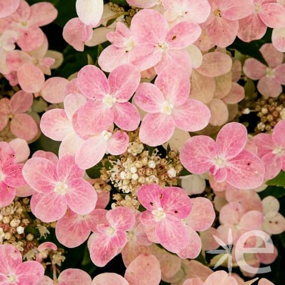 HYDRANGEA paniculata...