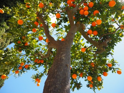 Tout ce que vous devez savoir sur les arbres fruitiers 